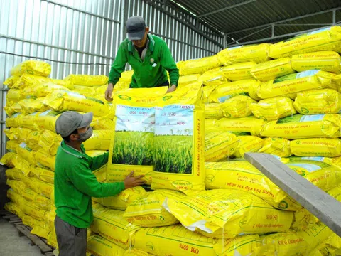 Nông dân ngày càng mê lúa giống của Doseco