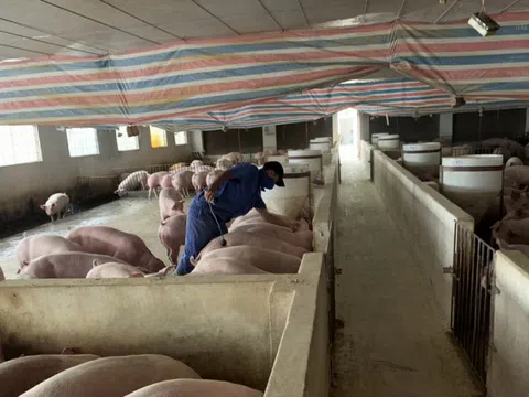 Doanh nghiệp kiến nghị dành quỹ đất cho tái đàn lợn