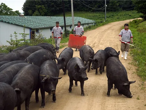 Trung Quốc đang kiểm soát tốt dịch tả lợn