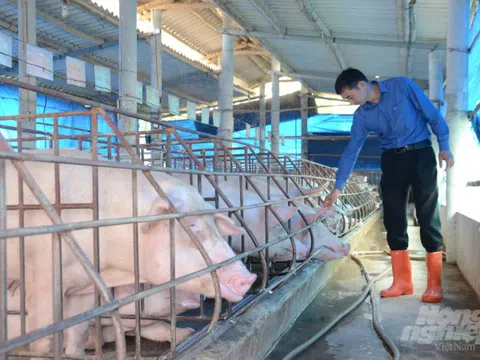 Tuyên Quang: Khó tái đàn vì khan nguồn lợn giống