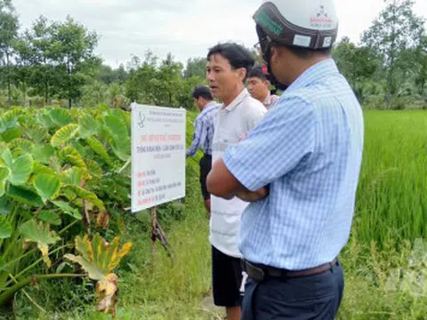 Kiên Giang: Luân canh khoai môn trên đất lúa thu trên 200 triệu đồng/ha
