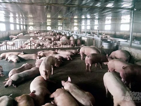 Tái đàn lợn: Thanh Hóa làm bài bản, chắc chắn