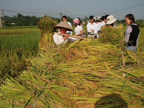 Yên Bái: Đạt gần 179.000 tấn lương thực vụ xuân