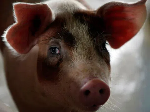 Campuchia cắt giảm mạnh nhập khẩu, không cho lợn quá cảnh vào Việt Nam