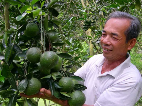 Agribank đồng hành cùng nông dân trồng cam ở Hậu Giang
