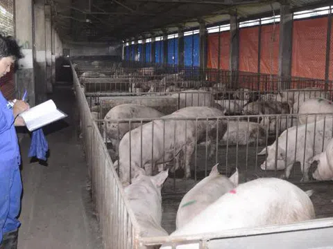 Viện Chăn nuôi chủ động cung cấp lợn giống phục vụ tái đàn