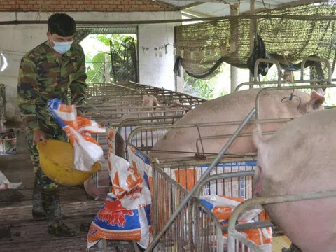 Lâm Đồng: Đề xuất các giải pháp bình ổn giá thịt lợn