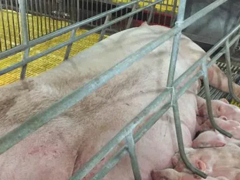 Cụm trang trại 100.000 đầu lợn của Masan tại Nghệ An