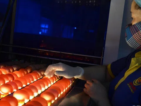 Đi xem robot gắp, rửa 65.000 quả trứng mỗi giờ