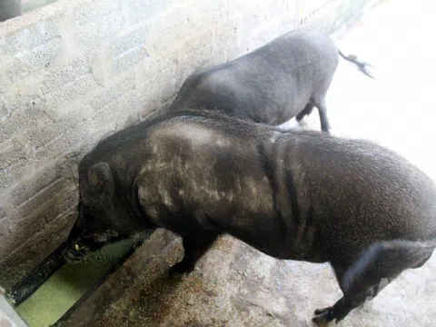 Cho lợn rừng ăn 'chè khổng lồ', lãi 300 triệu đồng mỗi năm