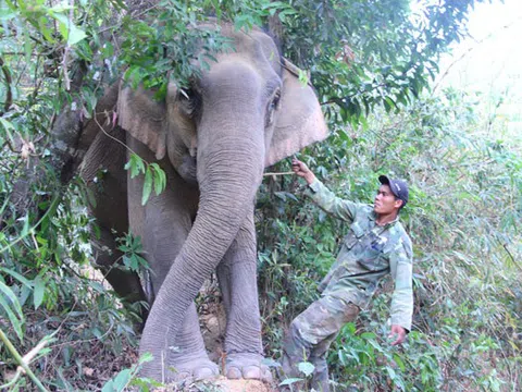 Gian nan hành trình bảo tồn voi (Kỳ 1)