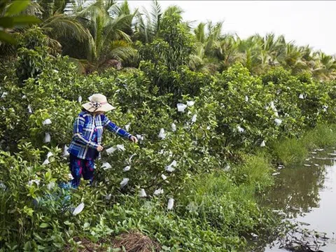 Kiên Giang: Chuyển đất lúa kém hiệu quả sang trồng ổi cho thu nhập cao