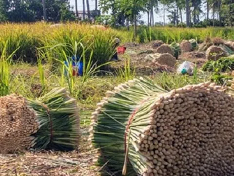 Yên Bái: Trồng sả lấy tinh dầu cho hiệu quả cao ở Trạm Tấu