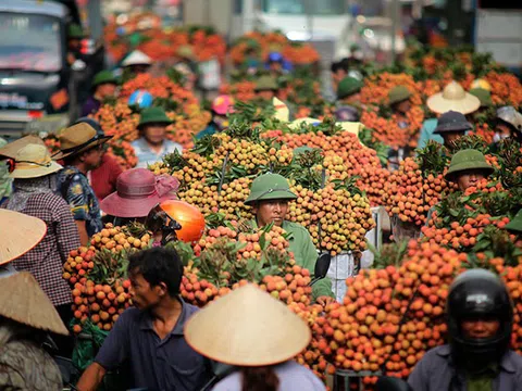 Bắc Giang: Tình hình sản xuất và phương án tiêu thụ vải thiều năm 2020 của huyện Lục Ngạn