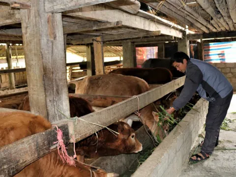 Hà Giang: Rét, dịch bệnh đe dọa đàn gia súc