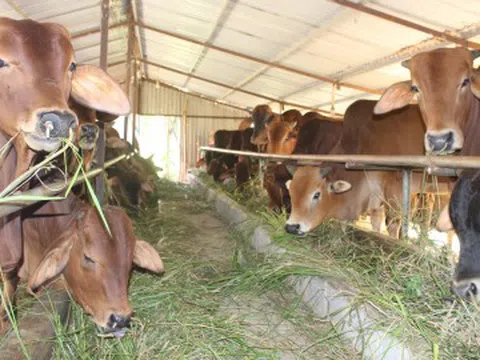 Bệnh viêm da nổi cục xuất hiện trên đàn bò tại Nam Định