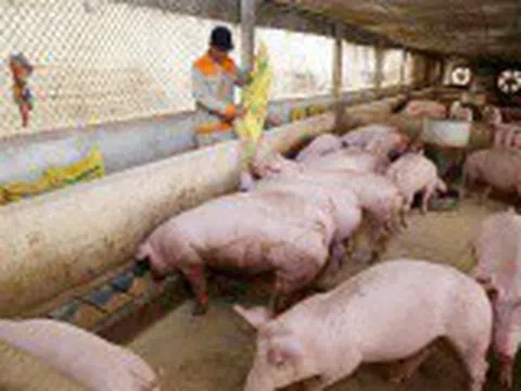 Giá lợn hơi hôm nay 1/2/2021: Dao động từ 80.000 - 84.000 đồng/kg