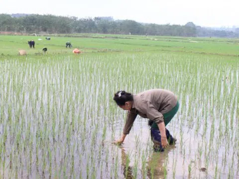 Nghệ An chỉ thị ứng dụng tiến bộ kỹ thuật vụ lúa xuân 2021