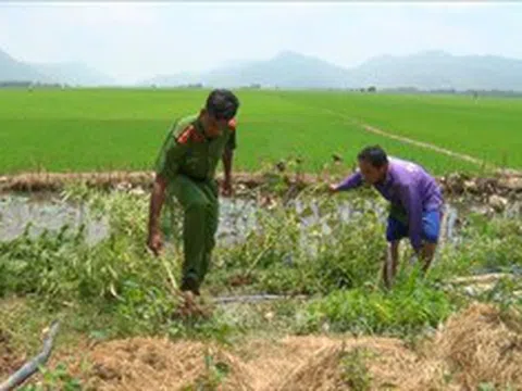 Tiêu hủy 32 cây cần sa tại một hộ dân ở xã biên giới ở An Giang