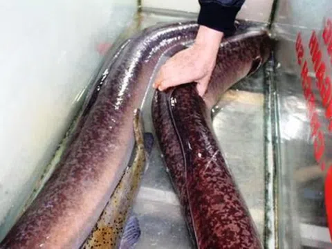 Người dân bắt được 2 con cá lệch “khủng”, bán gần 30 triệu đồng