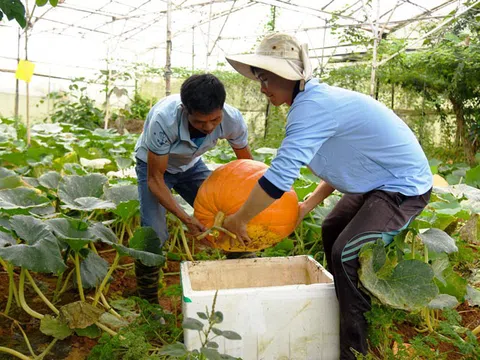 Ngắm vườn bí ngô khổng lồ của nông dân ở Đà Lạt