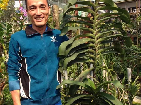 Nhà vườn Nguyễn Hồ Phúc Vinh chia sẻ một số kiến thức về hoa lan Phi Điệp