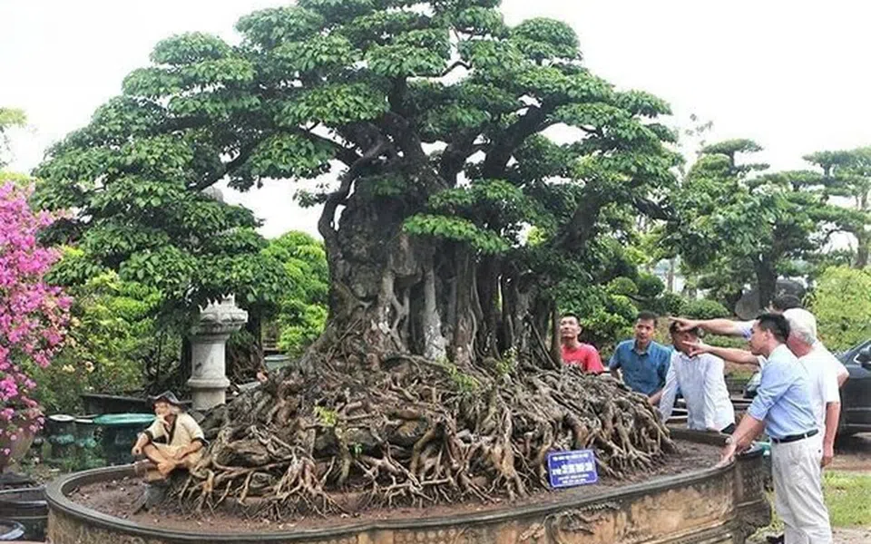 Phát triển hoa cây cảnh gắn với nông thôn mới, nông nghiệp đô thị